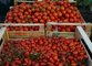 Pomodori al mercato del Celio